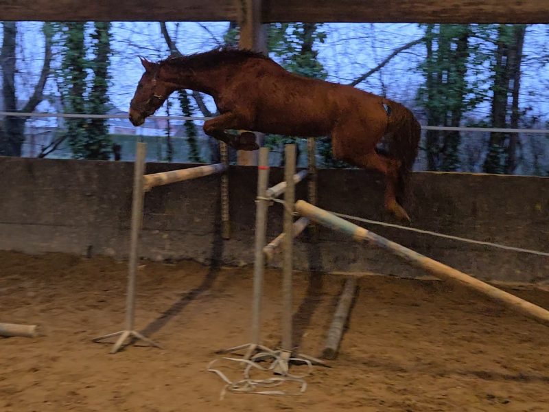 Jument prometteuse avec une excellente attitude - Winnie van het Waterblok