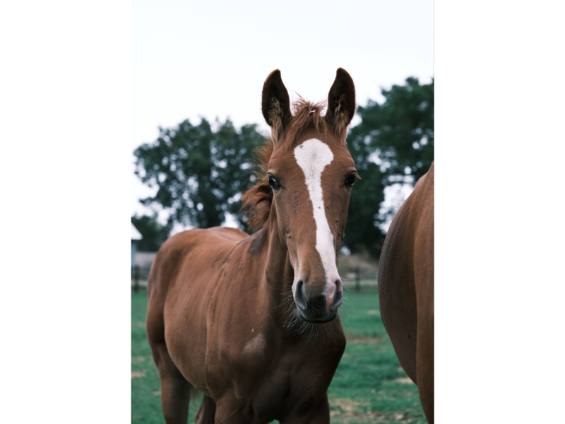 Poulain étalon (2025) très prometteur avec une top origine de saut - Tygo Z