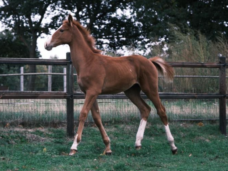 Poulain étalon (2025) très prometteur avec une top origine de saut - Tygo Z