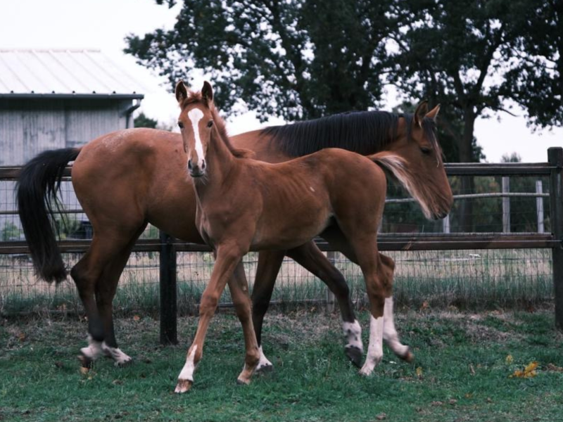 Poulain étalon (2025) très prometteur avec une top origine de saut - Tygo Z