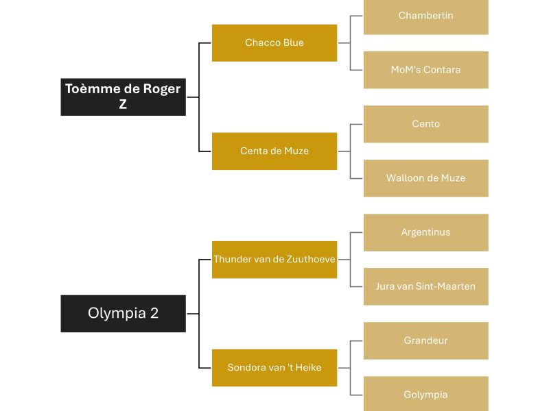 Poulain étalon (2025) très prometteur avec une top origine de saut - Tygo Z