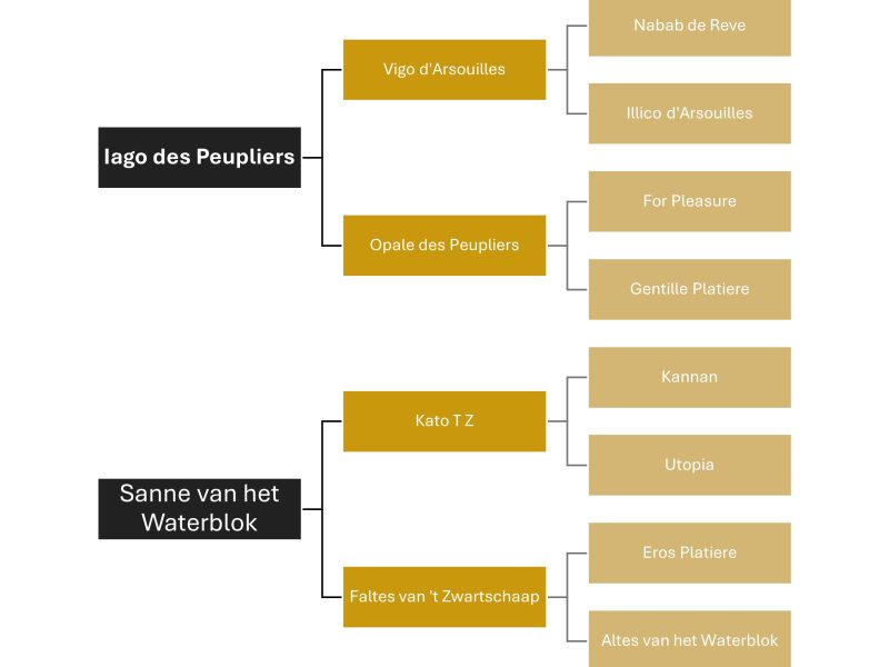 Jument prometteuse avec une excellente attitude - Winnie van het Waterblok