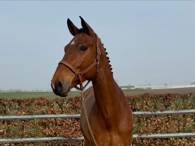 Hongre de 5 ans très prometteur - Varisto Van Stede Ten Heede
