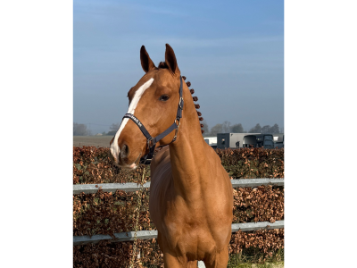 Hongre de 5 ans talentueux et facile - Cazzano L&l Fortuna Z