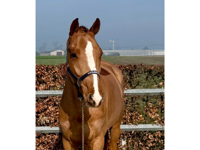 Hongre de 5 ans talentueux et facile - Cazzano L&l Fortuna Z