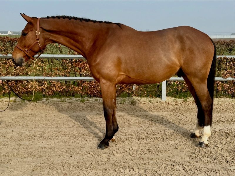 Hongre de 5 ans très prometteur - Varisto Van Stede Ten Heede