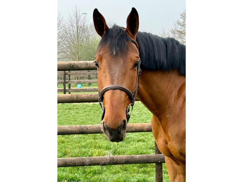 Hongre de 7 ans, GP jumping prospect - Georgy Star H Z