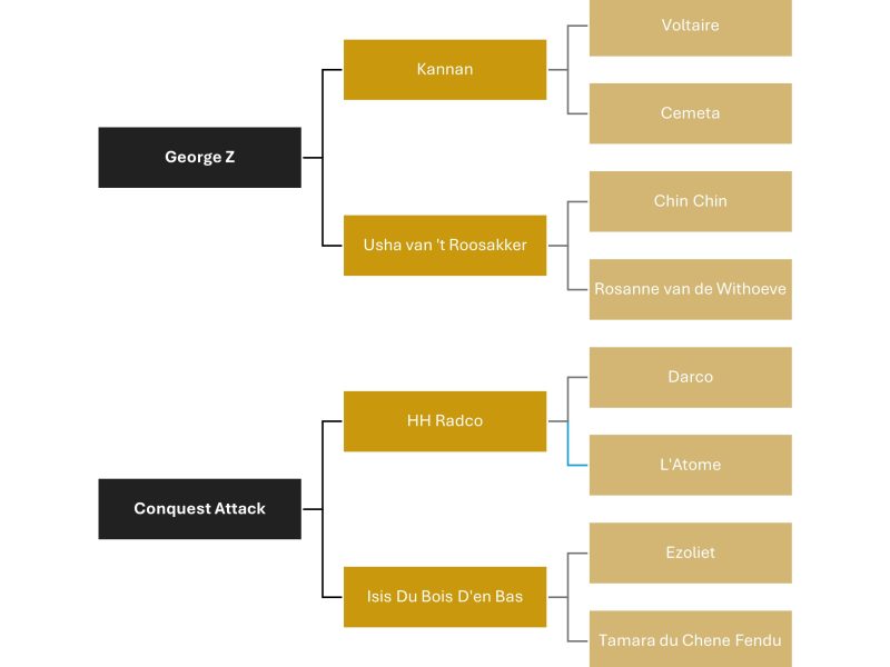 Hongre de 7 ans, GP jumping prospect - Georgy Star H Z