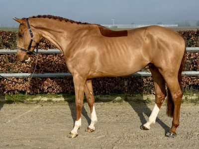 Hongre de 5 ans talentueux et facile - Cazzano L&l Fortuna Z