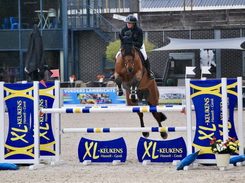 Hongre de 7 ans, GP jumping prospect - Georgy Star H Z
