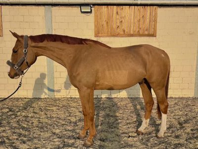 Hongre de 5 ans avec potentiel - Largo Winch d'Jahz