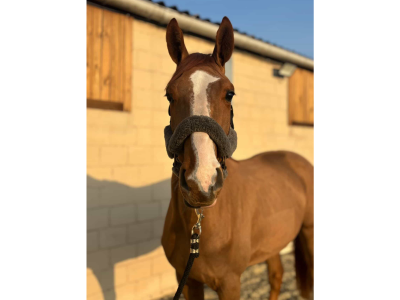 Hongre de 5 ans avec potentiel - Largo Winch d'Jahz