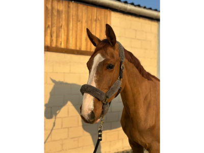 Hongre de 5 ans avec potentiel - Largo Winch d'Jahz