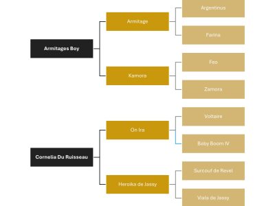 Hongre de 5 ans avec potentiel - Largo Winch d'Jahz