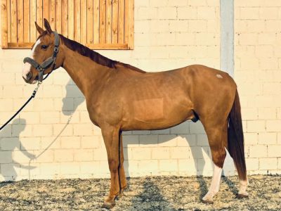 Hongre de 5 ans avec potentiel - Largo Winch d'Jahz