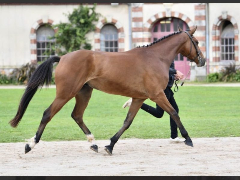 Hongre exceptionnel de jumping - Manchester du Gery