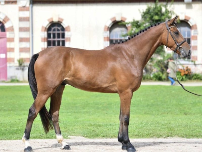 Hongre exceptionnel de jumping - Manchester du Gery