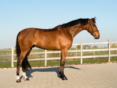 Jeune hongre talentueux pour le jumping - Manchester du Gery