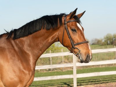 Jeune hongre talentueux pour le jumping - Manchester du Gery