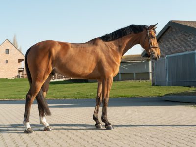 Jeune hongre talentueux pour le jumping - Manchester du Gery