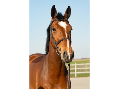 Jeune hongre talentueux pour le jumping - Manchester du Gery
