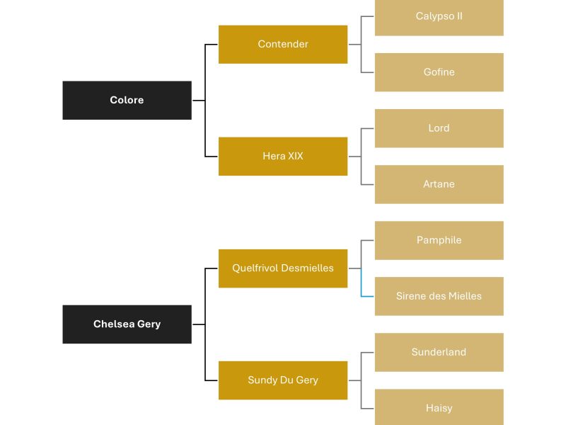 Hongre exceptionnel de jumping - Manchester du Gery