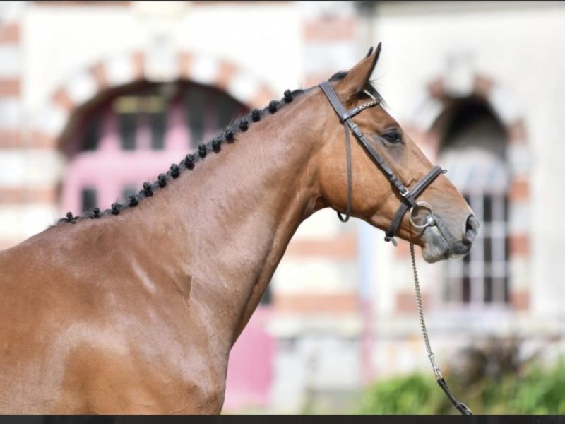 Hongre exceptionnel de jumping - Manchester du Gery