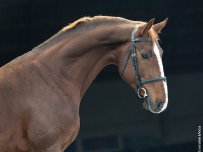Eyecatcher de 5 ans - Paccino De La Roque