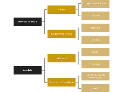Eyecatcher de 5 ans - Paccino De La Roque