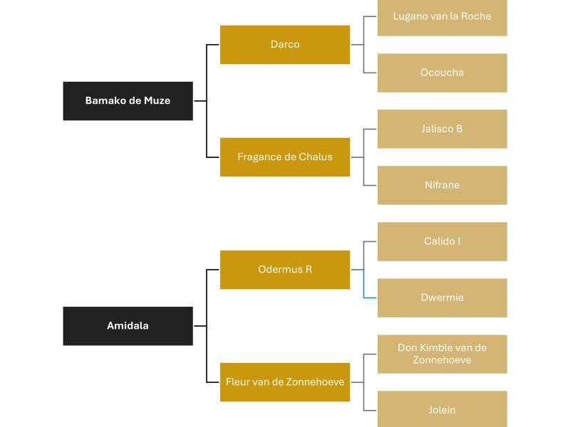 Eyecatcher de 5 ans - Paccino De La Roque