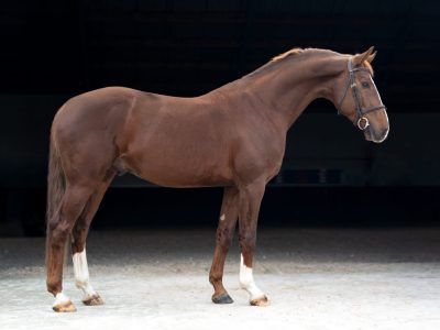 Eyecatcher de 5 ans - Paccino De La Roque