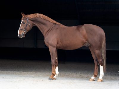 Eyecatcher de 5 ans - Paccino De La Roque