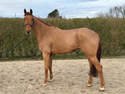 Élégant hongre de 8 ans, jumping - Snapchat by Cdm