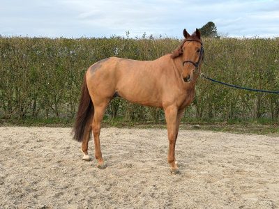 Élégant hongre de 8 ans, jumping - Snapchat by Cdm