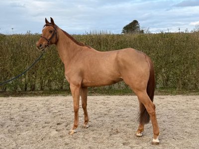 Élégant hongre de 8 ans, jumping - Snapchat by Cdm