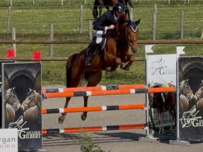 Élégant hongre de 8 ans, jumping - Snapchat by Cdm