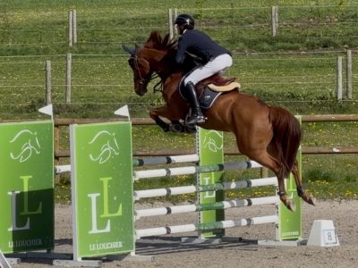 Élégant hongre de 8 ans, jumping - Snapchat by Cdm