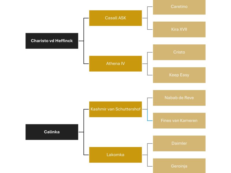 Hongre de 5 ans très prometteur - Varisto Van Stede Ten Heede
