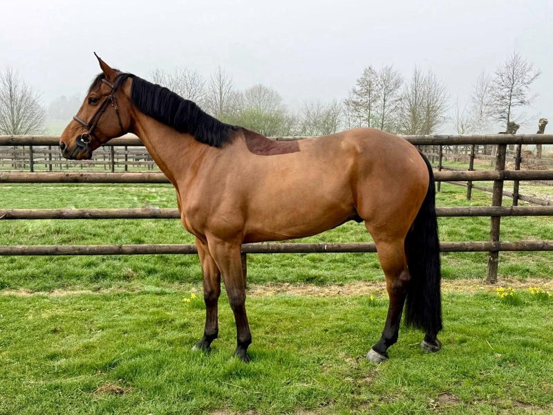 Hongre de 7 ans, GP jumping prospect - Georgy Star H Z