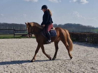Superbe poney Connemara belge de 4 ans, 1m45 - Quash of Clover