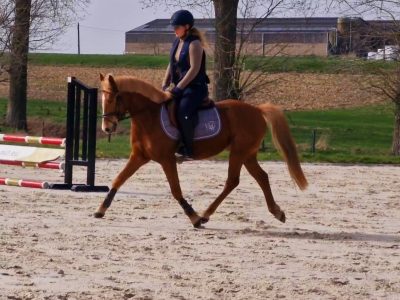 Superbe poney Connemara belge de 4 ans, 1m45 - Quash of Clover