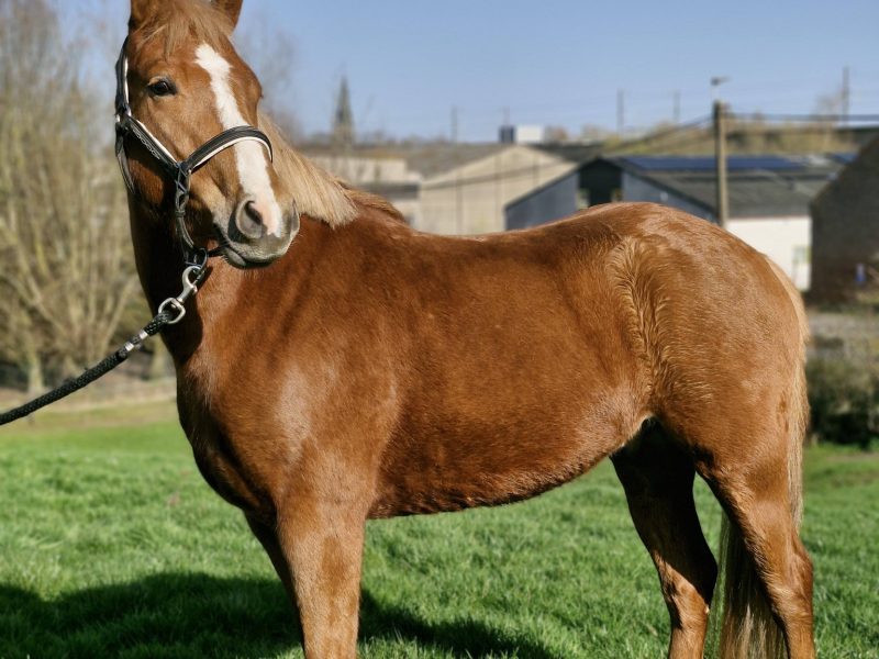 Superbe poney Connemara belge de 4 ans, 1m45 - Quash of Clover