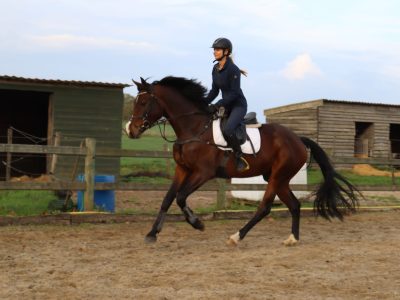 Hongre de 8 ans, énergique et franc - Sky S