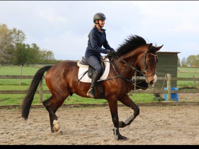 Hongre de 8 ans, énergique et franc - Sky S