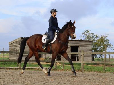 Hongre de 8 ans, énergique et franc - Sky S