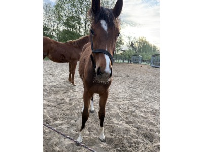 Pouliche (2025) par Comilfo Plus Z x Va-Vite x Clinton - Chablis van de Bedelfhoeve