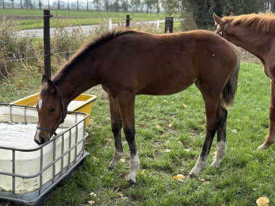 Pouliche (2025) par Comilfo Plus Z x Va-Vite x Clinton - Chablis van de Bedelfhoeve