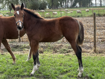 Pouliche (2025) par Comilfo Plus Z x Va-Vite x Clinton - Chablis van de Bedelfhoeve