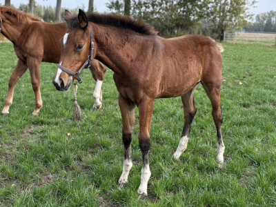 Pouliche (2025) par Comilfo Plus Z x Va-Vite x Clinton - Chablis van de Bedelfhoeve