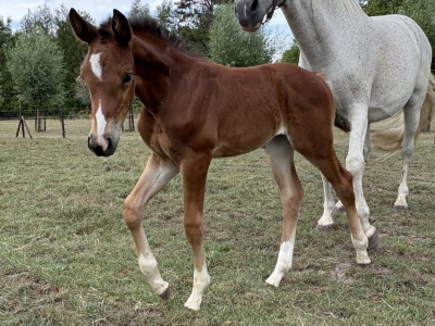 Pouliche (2025) par Comilfo Plus Z x Va-Vite x Clinton - Chablis van de Bedelfhoeve